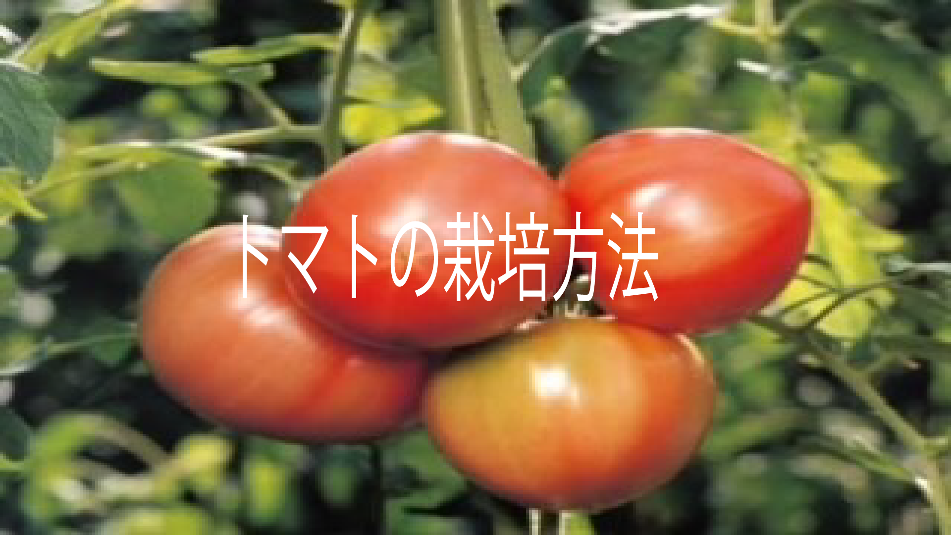 誰でもできる！トマトの育て方！